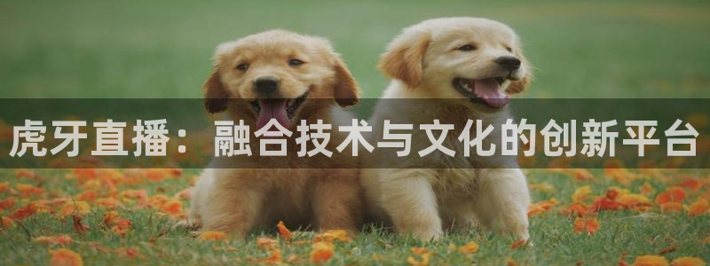 蜘蛛直播体育免费：虎牙直播：融合技术与文化的创新平台