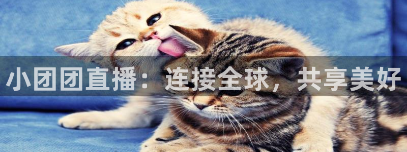 蜘蛛体育nba直播入口：小团团直播：连接全球，共享美好